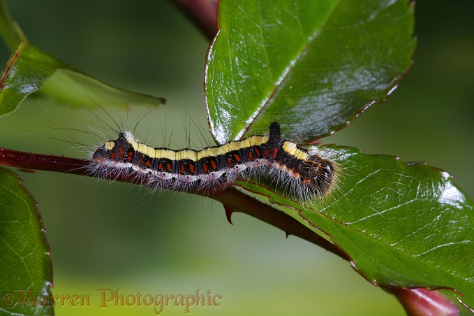 Grey Dagger Moth (Acronicta psi) caterpillar