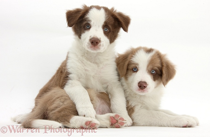 Cute lilac and chocolate Border Collie puppies, 7 weeks old, white background