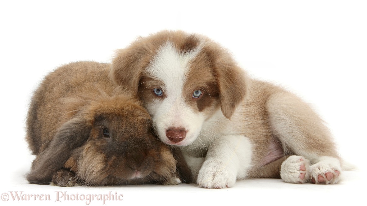 Lilac Border Collie pup, 7 weeks old, and Lionhead Lop rabbit, Dibdab, white background