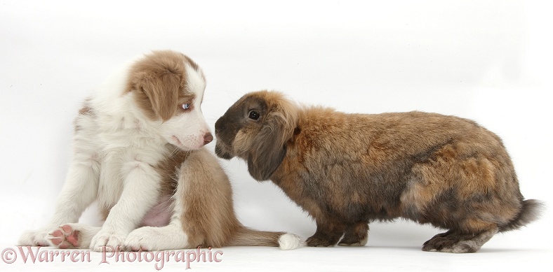 Lilac Border Collie pup, 7 weeks old, and Lionhead Lop rabbit, Dibdab, white background