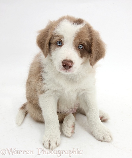 Cute lilac Border Collie puppy, 7 weeks old, white background