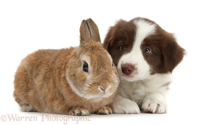 Chocolate Border Collie pup, 7 weeks old, and Netherland-cross rabbit, Peter, white background