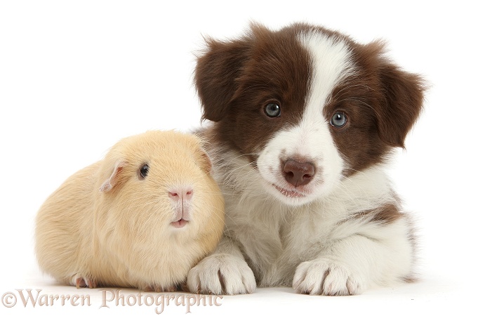 Cute chocolate Border Collie puppy and Guinea pig, white background