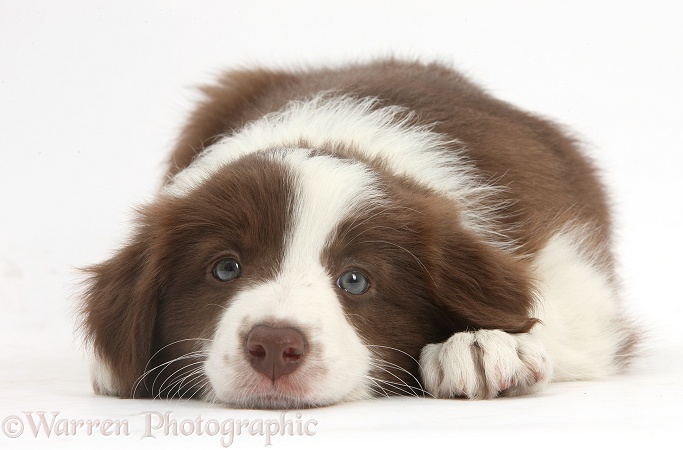 Cute Chocolate Border Collie puppy, 7 weeks old, lying with chin on the floor, white background