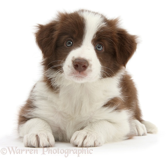 Cute chocolate Border Collie puppy, 7 weeks old, white background