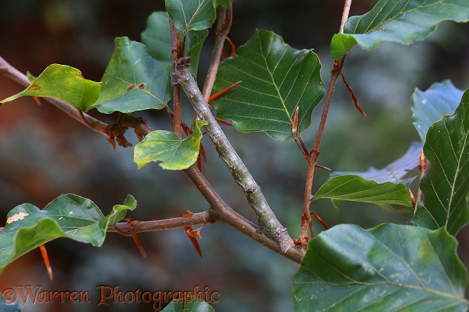 Swallowtail Moth (Ourapteryx sambucaria) caterpillar on Beech (Fagus sylvatica)
