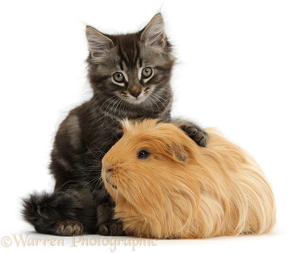 Tabby kitten, Squidge, 10 weeks old, with ginger Guinea pig, white background