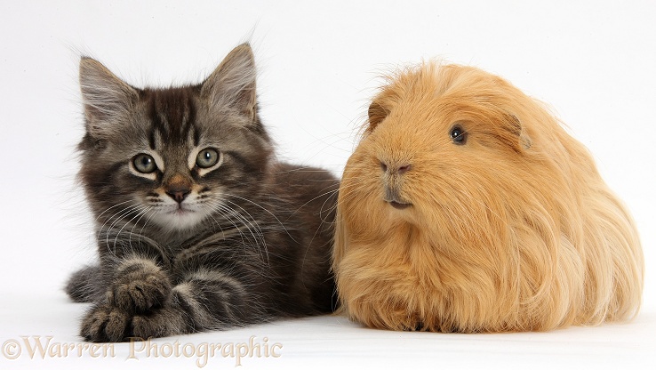 Tabby kitten, Squidge, 10 weeks old, with ginger Guinea pig, white background