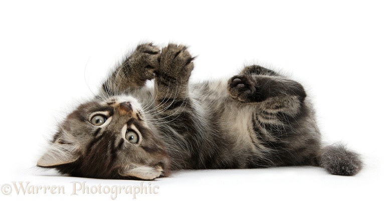Tabby kitten, Squidge, 10 weeks old, lying on his back, white background