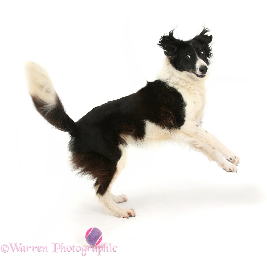 Border Collie bitch, Phoebe, turning to chase a ball, white background