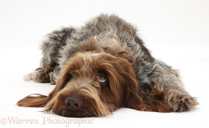 Brown Roan Italian Spinone dog, Riley, lying with chin on the looking sorrowfully up, white background