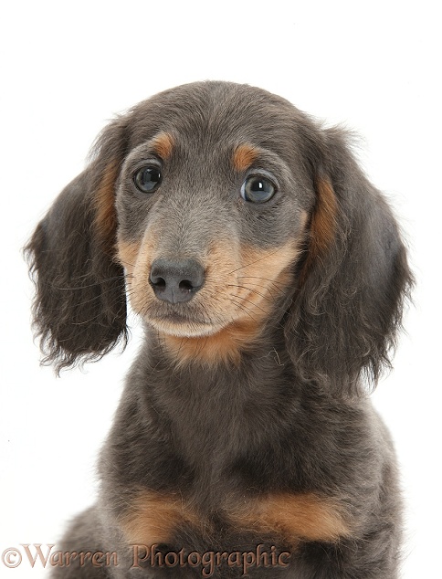 Blue-and-tan Dachshund pup, Baloo, white background