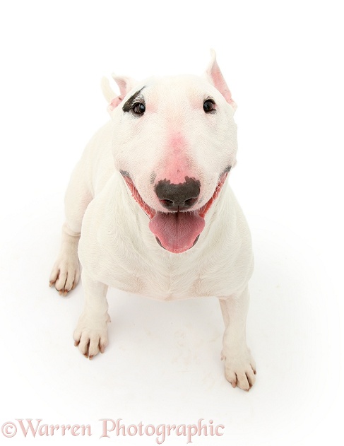 Miniature Bull Terrier dog, Noah, looking up, white background