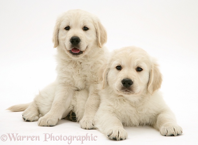 Smiley Golden Retriever pups, white background