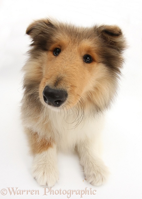 Rough Collie pup, Laddie, 14 weeks old, lying with head up, white background