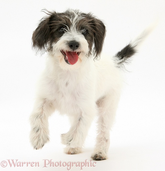 Black-and-white Jack-a-poo dog pup, 4 months old, running, white background