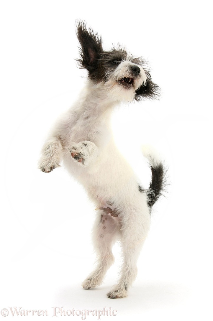 Black-and-white Jack-a-poo dog pup, 4 months old, standing up on hind legs, white background