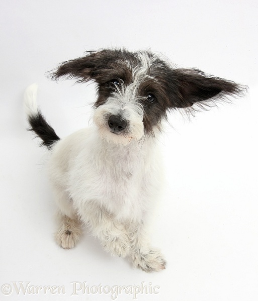 Black-and-white Jack-a-poo dog pup, 4 months old, sitting, white background