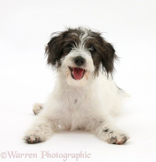 Black-and-white Jack-a-poo dog pup, 4 months old, white background