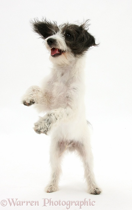 Black-and-white Jack-a-poo dog pup, 4 months old, standing up on hind legs, white background