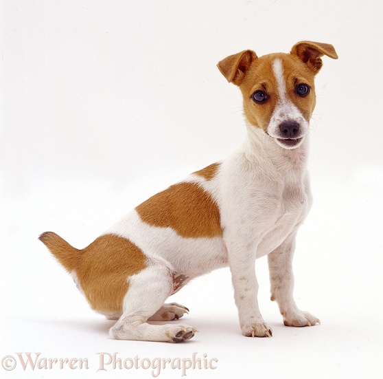 Miniature Jack Russell Terrier bitch pup Megadog, 20 weeks old, sitting, white background