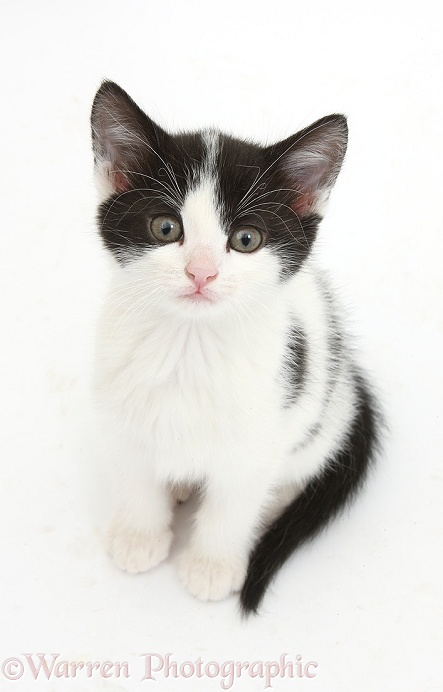 Black-and-white kitten, 6 weeks old, sitting and looking up, white background