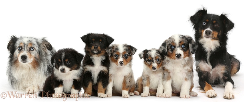 Five Miniature American Shepherd puppies, 7 weeks old, sitting in a row with both their parents, white background