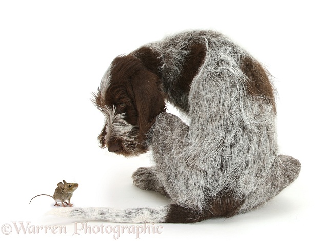 Brown Roan Italian Spinone pup, Riley, 13 weeks old, back view, looking round at Yellow-necked Mouse (Apodemus flavicollis), white background