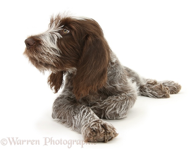 Brown Roan Italian Spinone pup, Riley, 13 weeks old, lying with head up in profile, white background