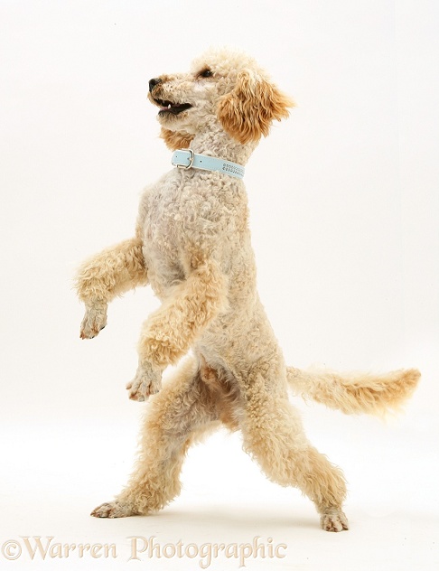 Apricot Poodle, Murphy, standing up on his hind legs, white background