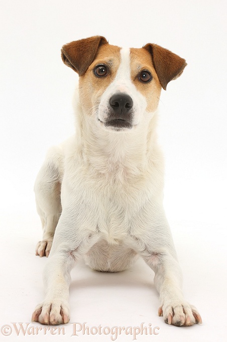 Jack Russell Terrier, Milo, 5 years old, lying with head up, white background