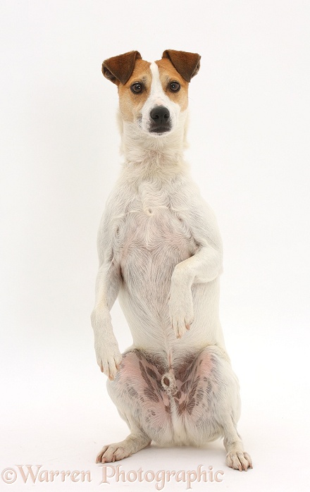 Jack Russell Terrier, Milo, 5 years old, sitting and begging, white background