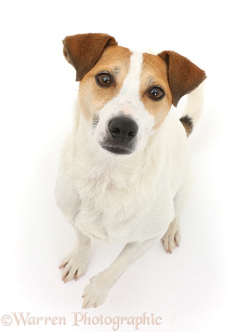 Jack Russell Terrier, Milo, 5 years old, sitting and looking up, white background