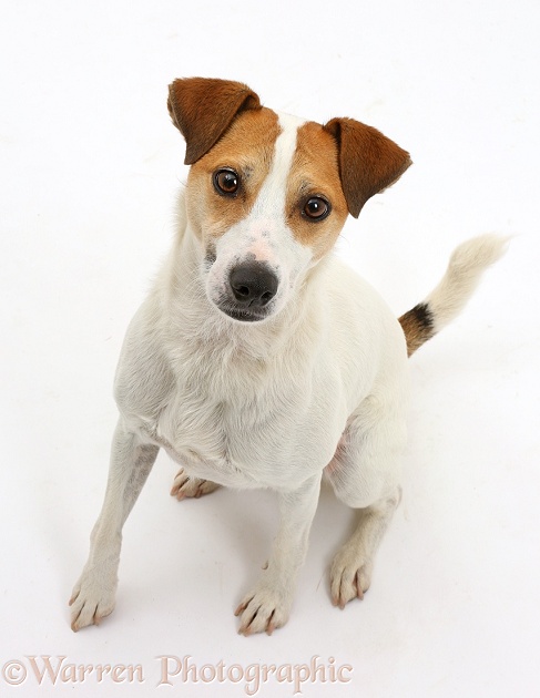 Jack Russell Terrier, Milo, 5 years old, sitting and looking up, white background