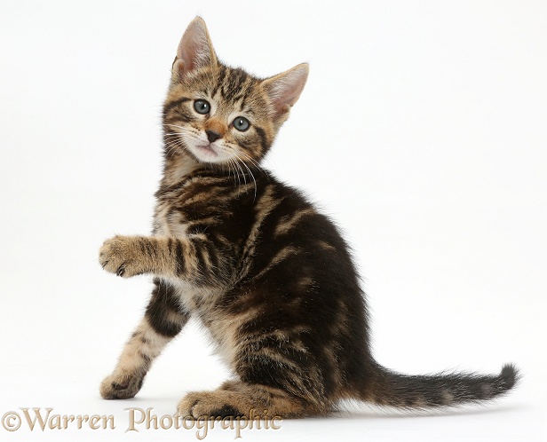 Tabby kitten, Picasso, 7 weeks old, with raised paw, white background