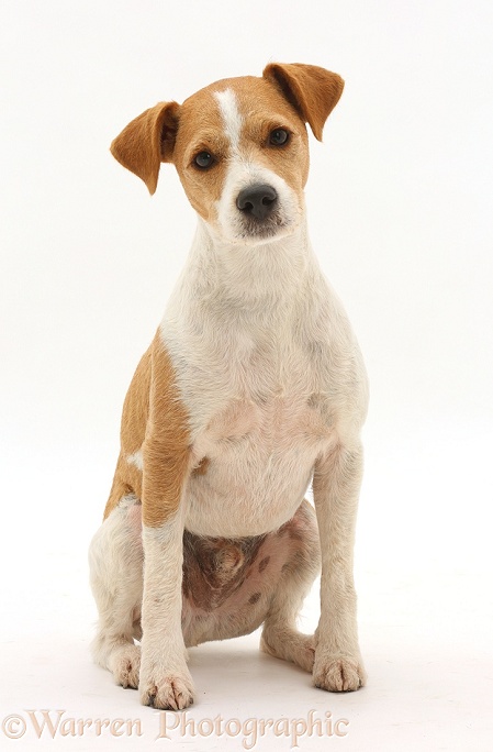 Jack Russell Terrier, Bobby, sitting, white background