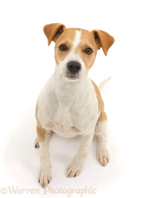 Jack Russell Terrier, Bobby, sitting and looking up, white background