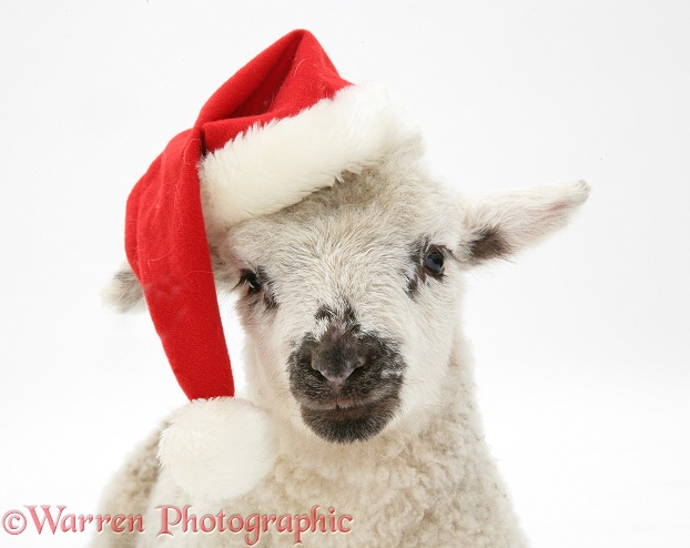 Lamb wearing a Father Christmas hat, white background