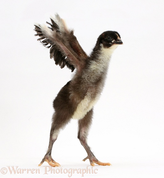 Black-and-yellow chick flapping its wings, white background