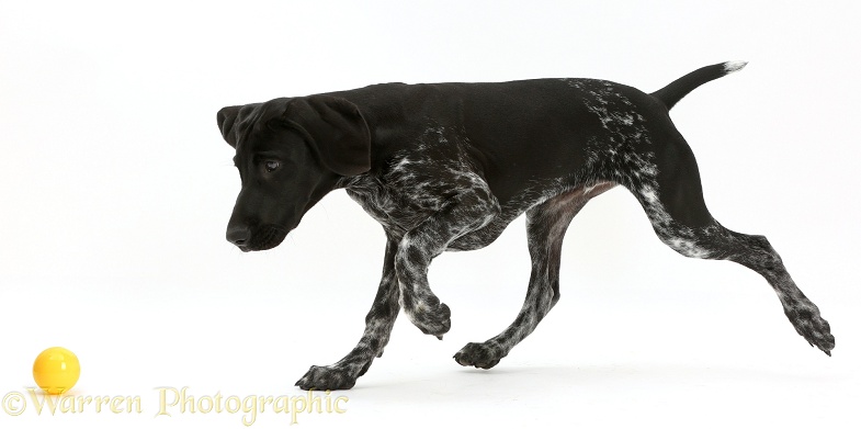 Mostly black pointer puppy chasing a ball, white background