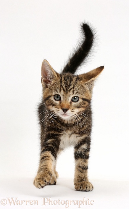 Tabby kitten, Picasso, 8 weeks old, striding out, white background