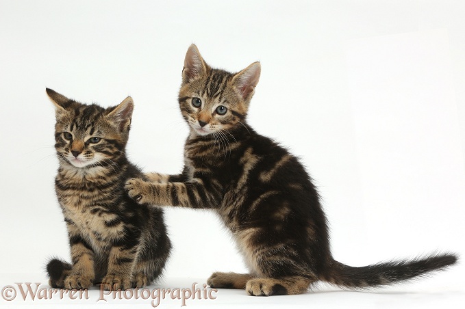 Tabby kitten, Picasso, leaning on his brother, Smudge, 8 weeks old, white background