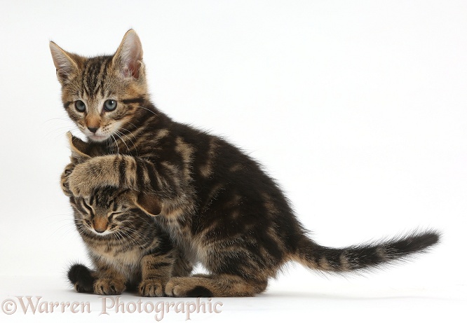 Tabby kitten, Picasso, hugging his brother, Smudge, 8 weeks old, in a playful manner, white background