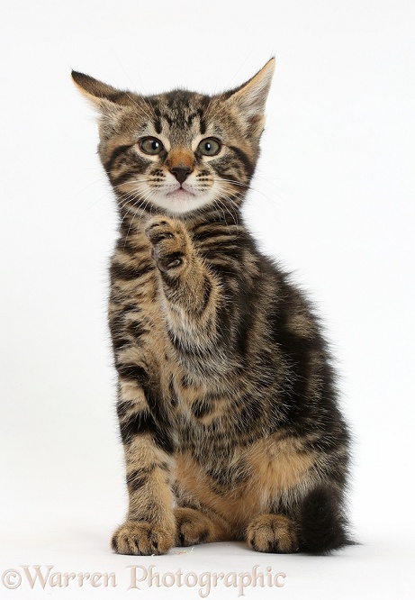 Tabby kitten, Smudge, 8 weeks old, with raised paw, white background