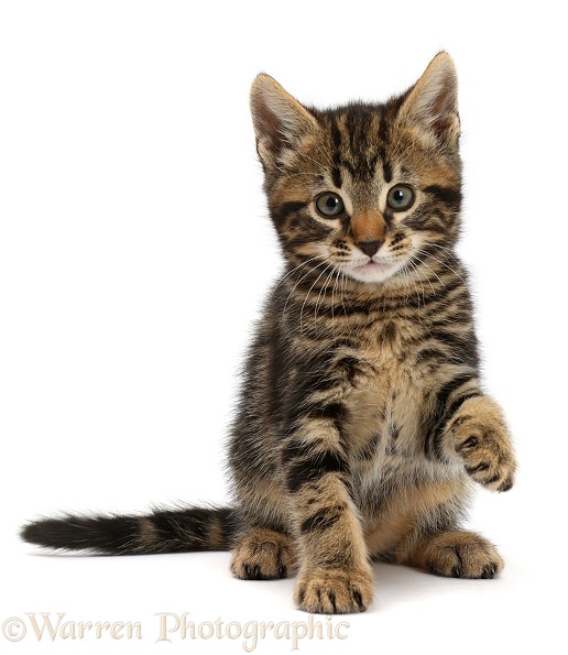 Tabby kitten, Smudge, 7 weeks old, with raised paw, white background