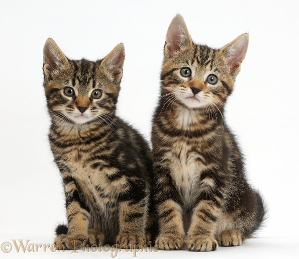Two tabby kittens, Smudge and Picasso, 8 weeks old, sitting together, white background