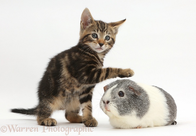 Tabby kitten, Picasso, 8 weeks old, with paw over the head of Guinea pig, white background