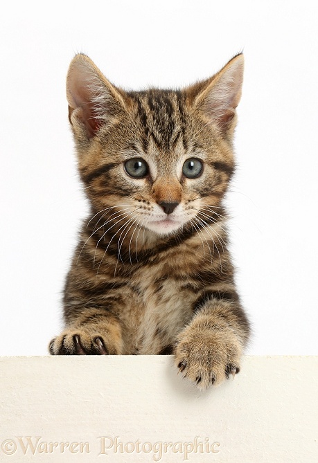 Tabby kitten, Picasso, 8 weeks old, paws over, white background