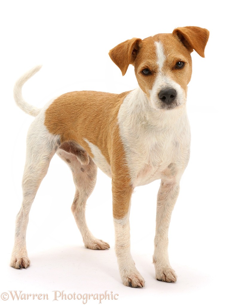 Jack Russell Terrier, Bobby, standing, white background
