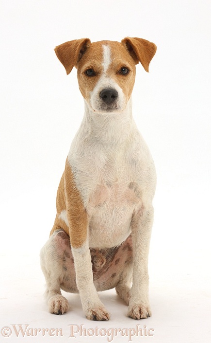 Jack Russell Terrier, Bobby, sitting, white background